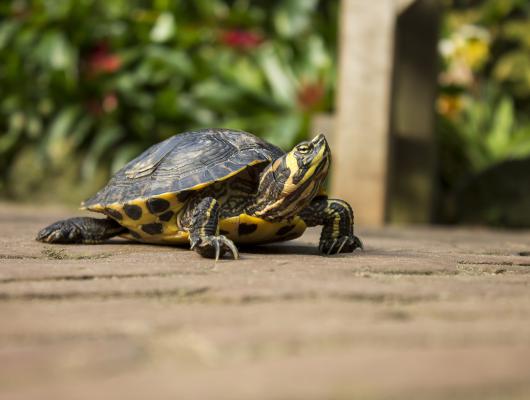 Stravování želvy nádherné: maso, ovoce i zelenina